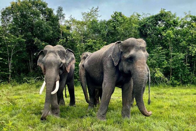 Kulen Elephant Forest and Tonle Sap Lake by Private Tour - Khmer food at the forest camp