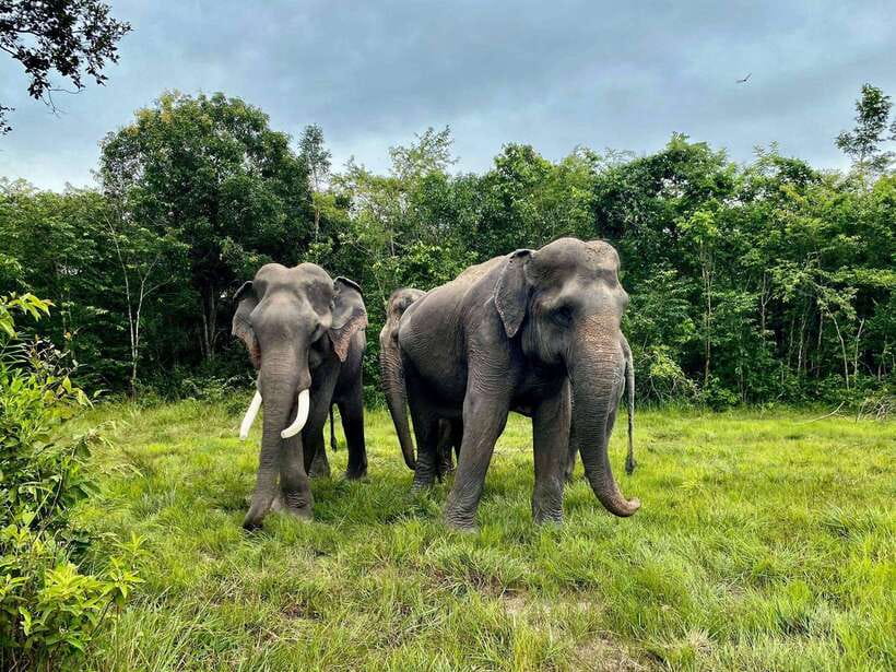 Kulen Elephant Forest Siem Reap in Small Group - FAQ