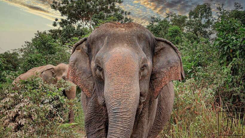 Kulen Elephant Forest Siem Reap in Small Group - Starting with a briefing and elephant snacks