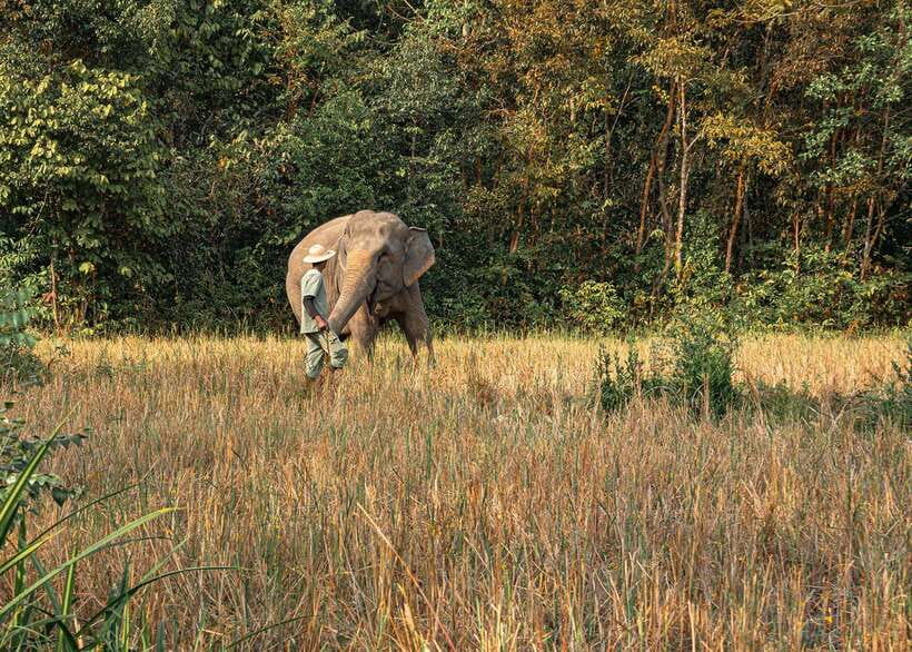Kulen Elephant Forest Siem Reap in Small Group - Is $69 a fair price?