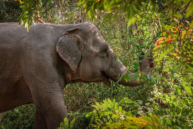 Kulen Elephant Forest Siem Reap in Small Group - Watching elephants choose their own pace