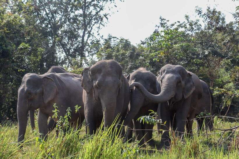 Kulen Elephant Forest & Tonlesap Lake - Three hours of walking through Kulen Elephant Forest