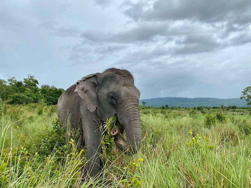 Kulen Elephant Forest Tour with Hotel Pick-up & Drop off - Should You Book the Kulen Elephant Forest Tour?
