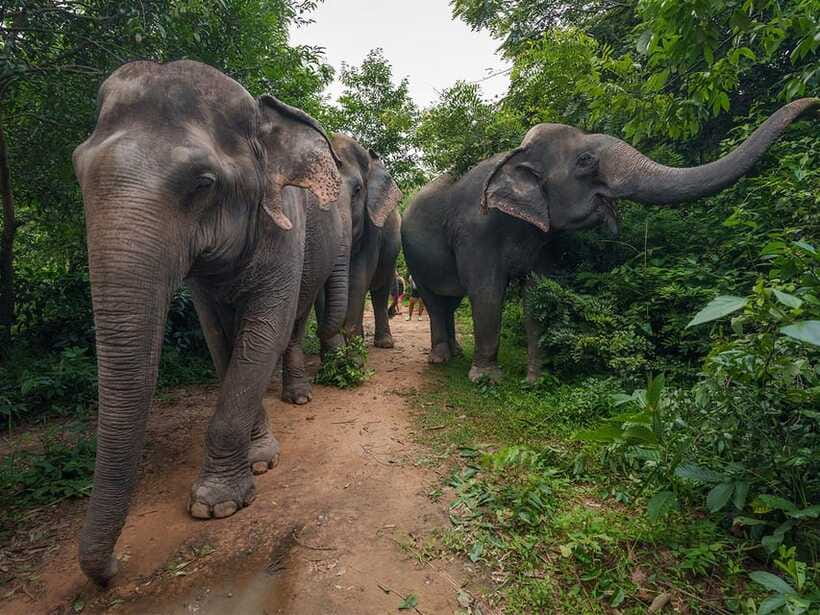 Kulen Elephant Forest Tour with Hotel Pick-up & Drop off - What Makes the Conservation Angle Important