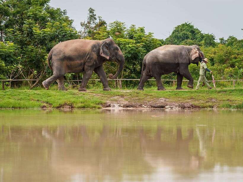 Kulen Elephant Forest Tour with Hotel Pick-up & Drop off - Who Will Enjoy This Experience Most