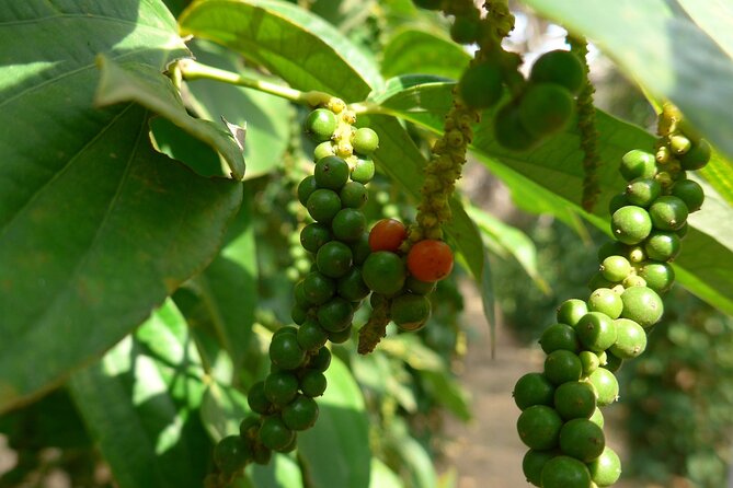 La Plantation tour (discovering Kampot Pepper) + Lunch - Key points to know before booking