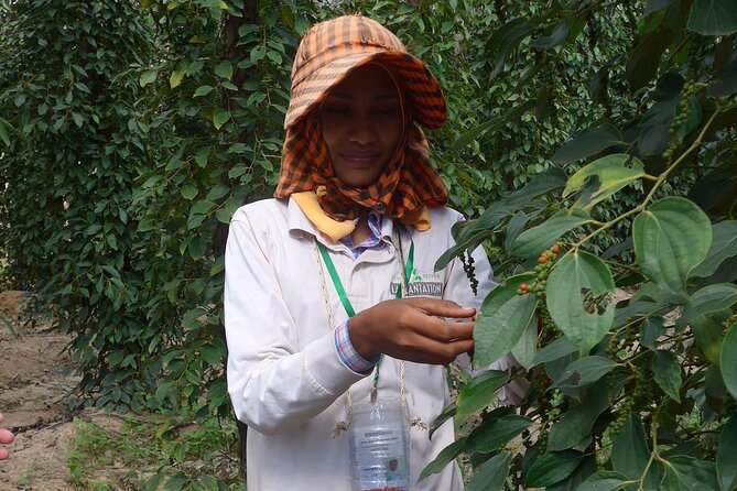 La Plantation tour (discovering Kampot Pepper) + Lunch - Walking through the pepper and spice fields