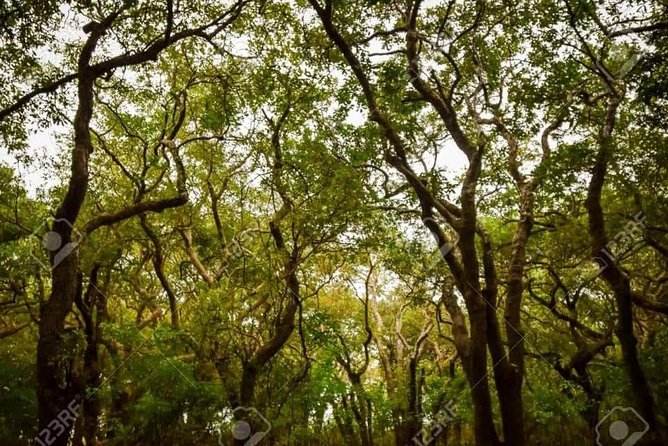 Mechrey Floating Village Tour & Mangrove from Siem Reap - Who will enjoy this half-day outing