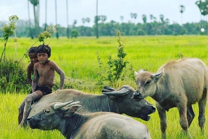 Morning Tour,Ak Phnom temple,Rice wine,Rice Paper, killing Field - $20 value, extra fees, and the confusing duration