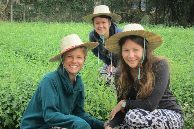 Ox-cart Culture Tour, Countryside Experince in Siem Reap - Transport, Weather, and Practical Concerns