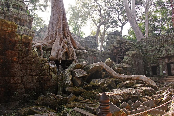 Personalised Angkor Wat Day Tour by an Air-conditioned Car - Ta Prohm is the atmospheric finale