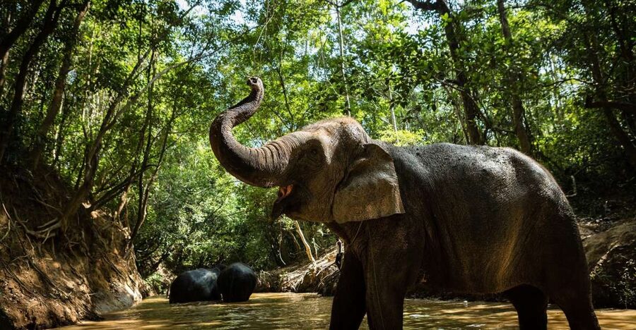 Phnom Kulen Park: Tour with Elephant Forest from Siem Reap - Who will enjoy this $230 experience