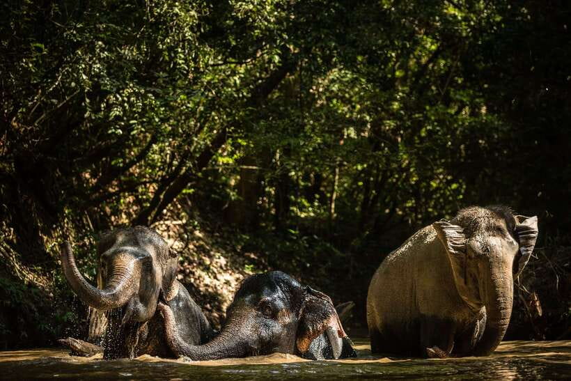 Phnom Kulen Park: Tour with Elephant Forest from Siem Reap - A waterfall picnic with grilled chicken