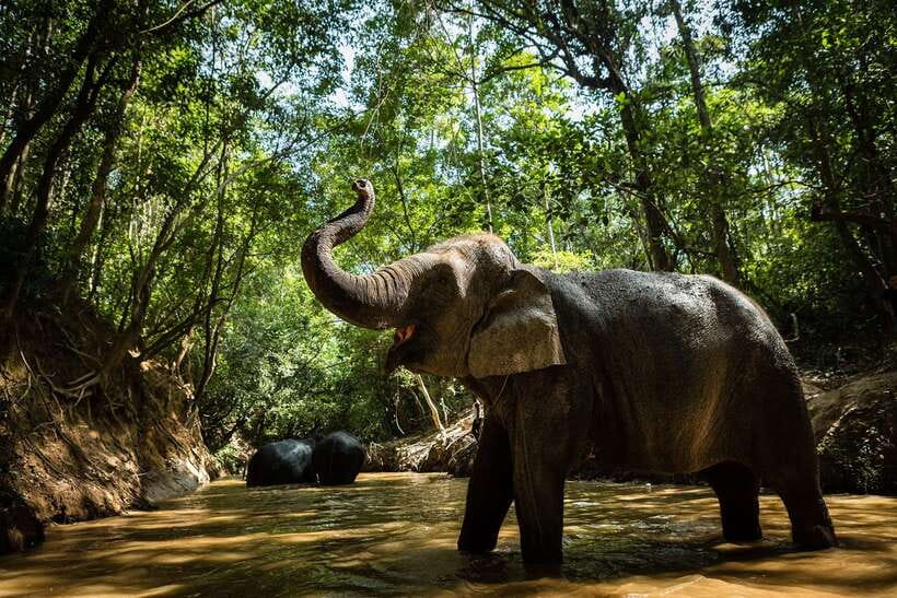 Phnom Kulen Park: Tour with Elephant Forest from Siem Reap - The 7:30 AM drive through Cambodia’s countryside