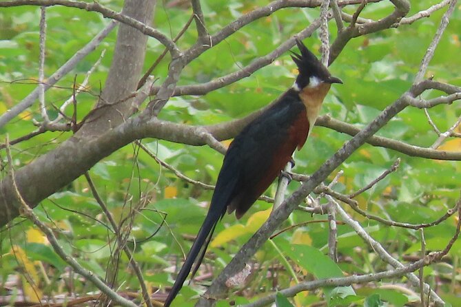 Phnom Penh Birding Experience and Brunch - Why this morning gets you beyond Phnom Penh