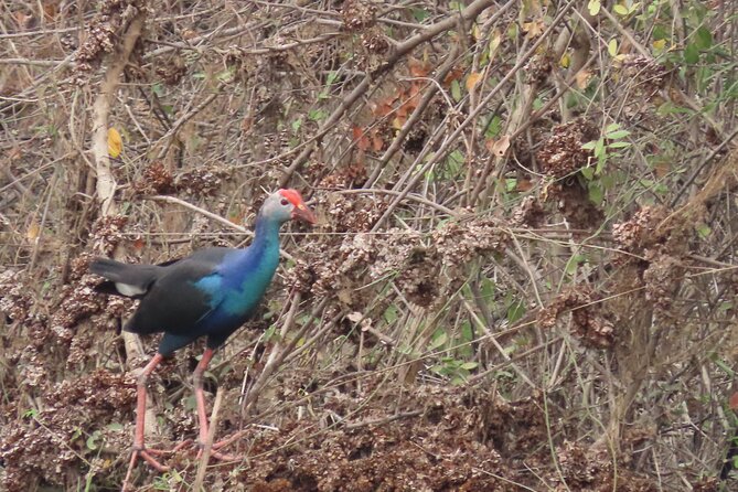 Phnom Penh Birding Experience and Brunch - Breakfast beside a small lake in Kandal Province