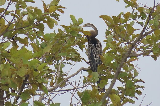 Phnom Penh Birding Experience and Brunch - What the included transport and gear mean