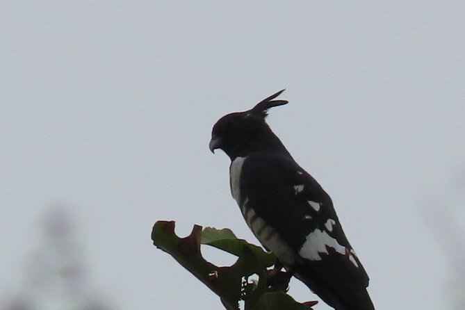 Phnom Penh Birding Experience and Brunch - Who will enjoy this Phnom Penh birding morning