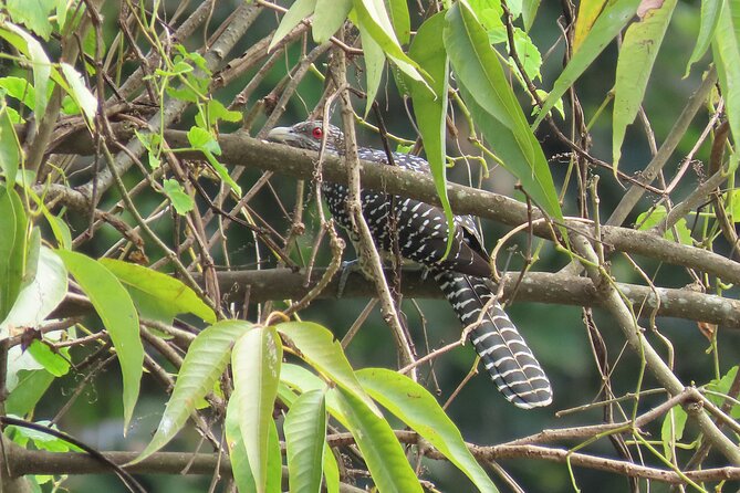 Phnom Penh Birding Experience and Brunch - The 6:00am ferry start near Koh Pich Island