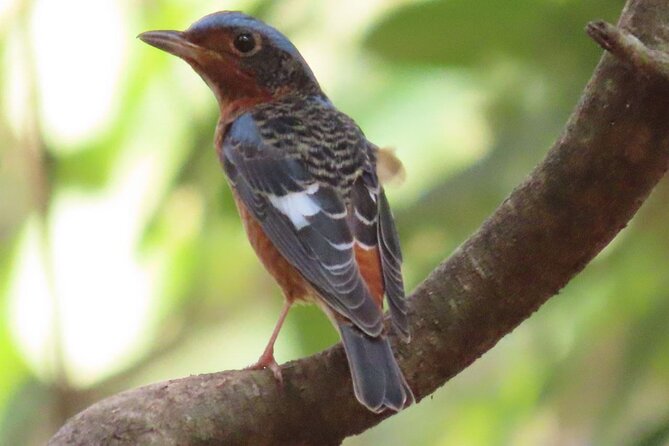 Phnom Penh & Kirirom National Park Birds Tour - Key points before you book