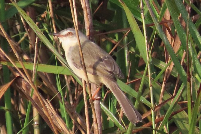 Phnom Penh & Kirirom National Park Birds Tour - Staying overnight at Chambok Community Based Ecotourism