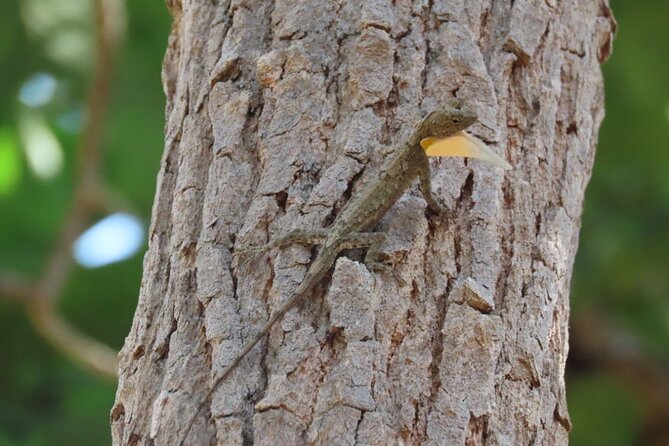 Phnom Penh & Kirirom National Park Birds Tour - Lotus fields, paddies, and open-country birds