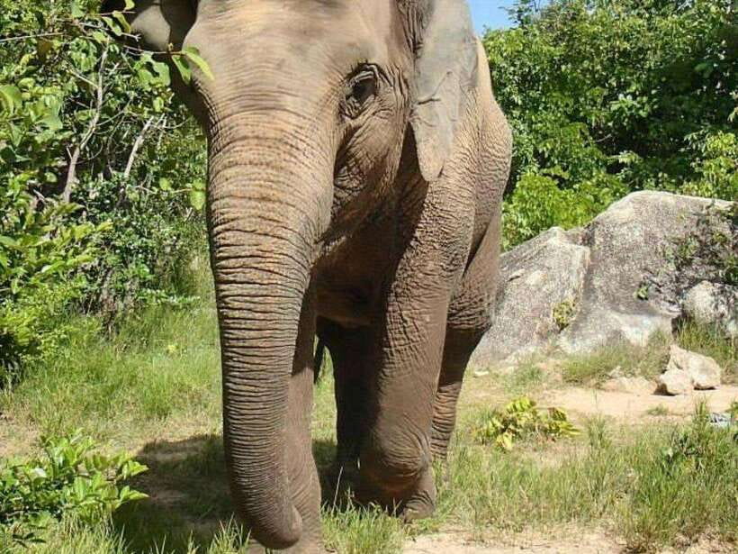 Phnom Tamao Wildlife Center & Buddha Kiri Cambodia Day Tour - FAQ