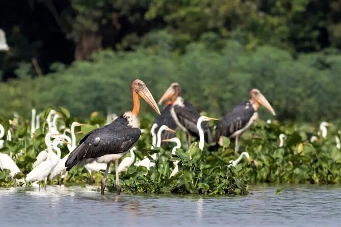 Prek Toal Birds Sanctuary and floating Village Private Day Tour - The Tonle Sap Biosphere Reserve