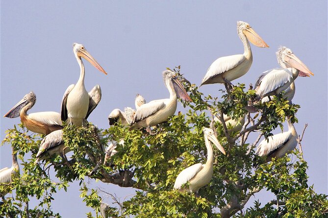 Prek Toal Birds Sanctuary and floating Village Private Day Tour - Why water level can change the day