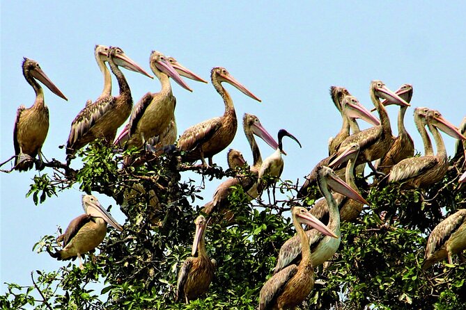Prek Toal Birds Sanctuary and floating Village Private Day Tour - Leaving Siem Reap for the Tonle Sap pier