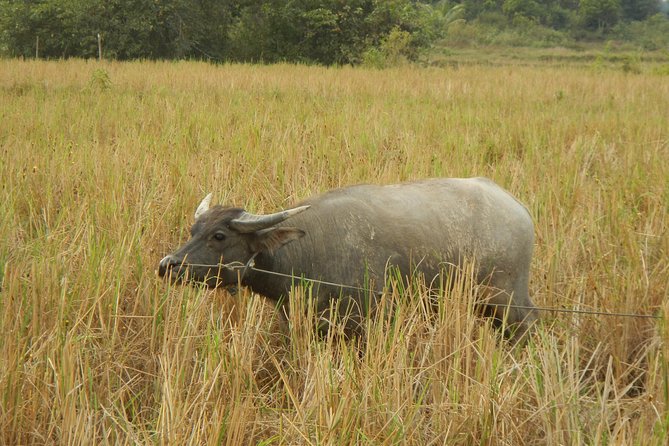 Rice Fields & Rural Villages Tour - Weather, fitness, and the right kind of cyclist