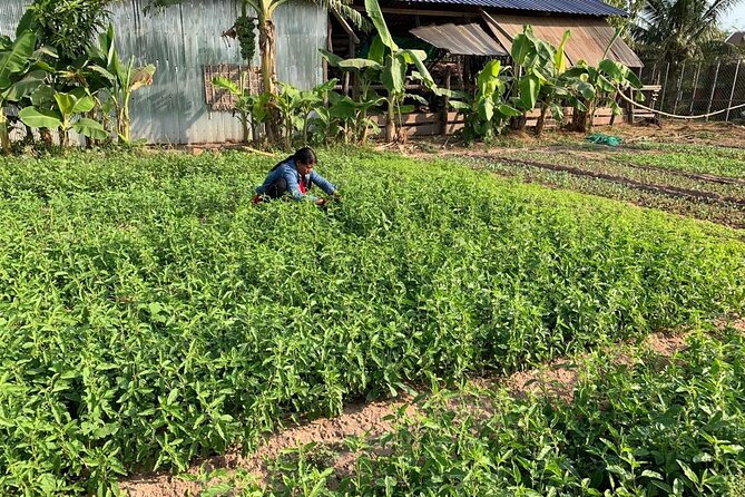 Rural Countryside Experience Tour in Siem Reap - Starting from your hotel, then heading into the fields