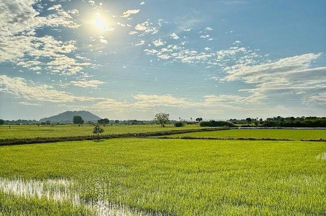 Rural Countryside Experience Tour in Siem Reap - Rice fields, grazing animals, and the value of the ride itself