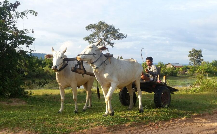 Siem Reap: 6-Hour Easy Rider Motorbike Tour - Markets, pagodas, and the old Angkor bridge