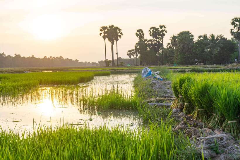 Siem Reap: Afternoon Cooking Class & Village Tour - Should you book the Siem Reap village cooking class?