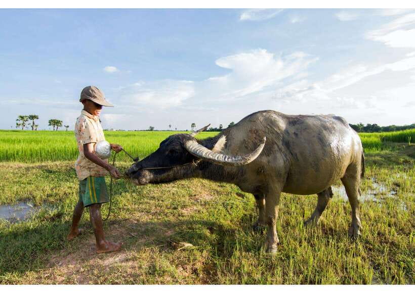 Siem Reap: Afternoon Cooking Class & Village Tour - Learning Khmer food in a relaxed kitchen