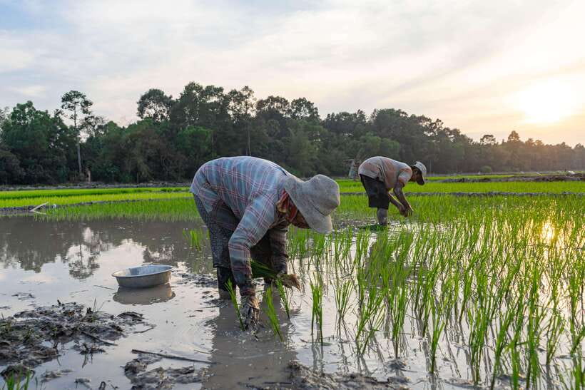 Siem Reap: Afternoon Cooking Class & Village Tour - Who will enjoy this afternoon