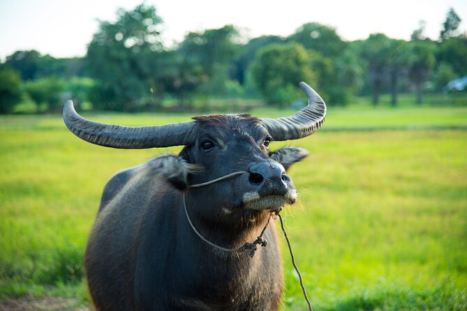 Siem Reap Countryside Bike Tour / E-Bike or Tuk Tuk - Mushroom farms, lotus fields, and rice wine