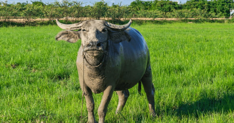 Siem Reap: Countryside Sunset Jeep Tour / SUV Available - Wat Po Banteaychey and a short temple visit