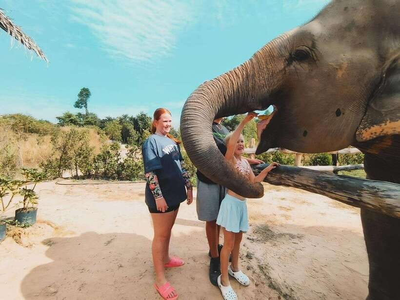 Siem Reap: Elephant Sanctuary Included Hotel Pickup Drop-off - What your four hours in the Siem Reap countryside look like