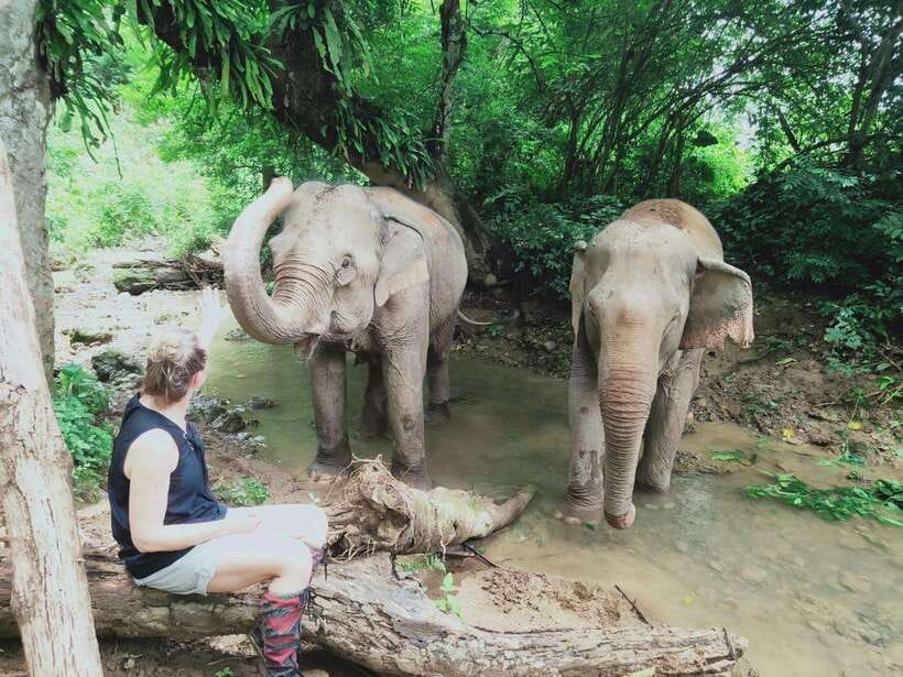 Siem Reap: Elephants & Apopo Rat Demining Private Trip - Two very different animal experiences in one day