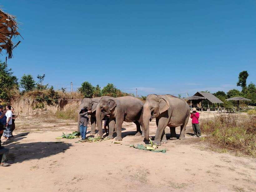 Siem Reap: Elephants & Apopo Rat Demining Private Trip - Why the elephant visit feels more personal