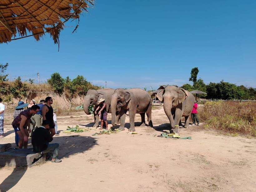 Siem Reap: Elephants & Apopo Rat Demining Private Trip - Apopo shows what a working rat can do