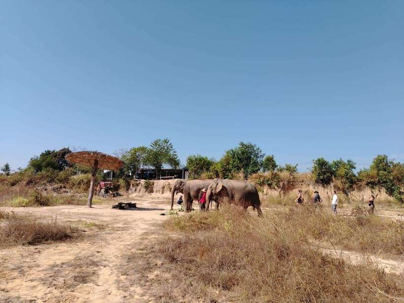 Siem Reap: Elephants & Apopo Rat Demining Private Trip - At the sanctuary, the elephants set the pace