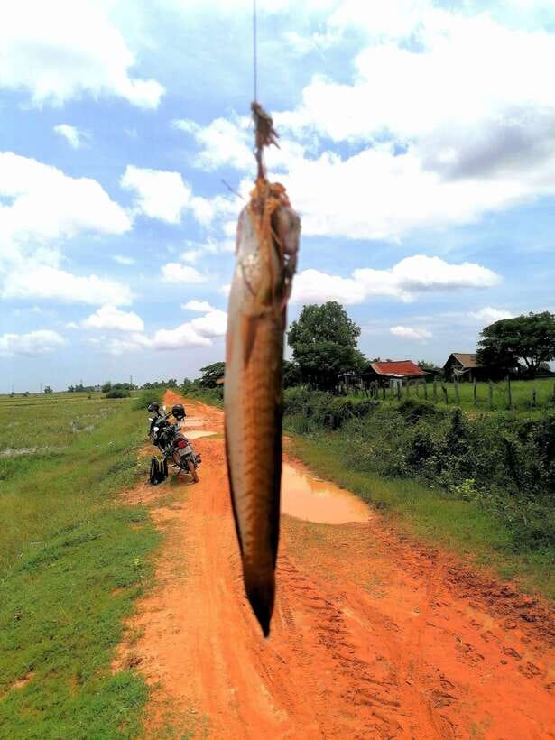 Siem Reap: Fishing in the rice fields, in the villages of Siem Reap - What catching a snakehead feels like