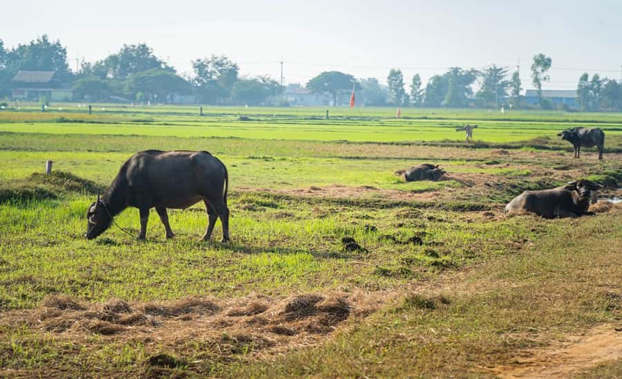 Siem Reap: Guided Countryside Bike Tour - Key points to know before you book