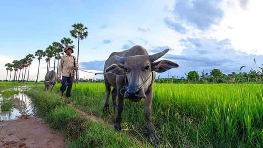 Siem Reap: Guided Countryside Sunset Tour by Jeep - Who will enjoy this 3.5-hour outing?