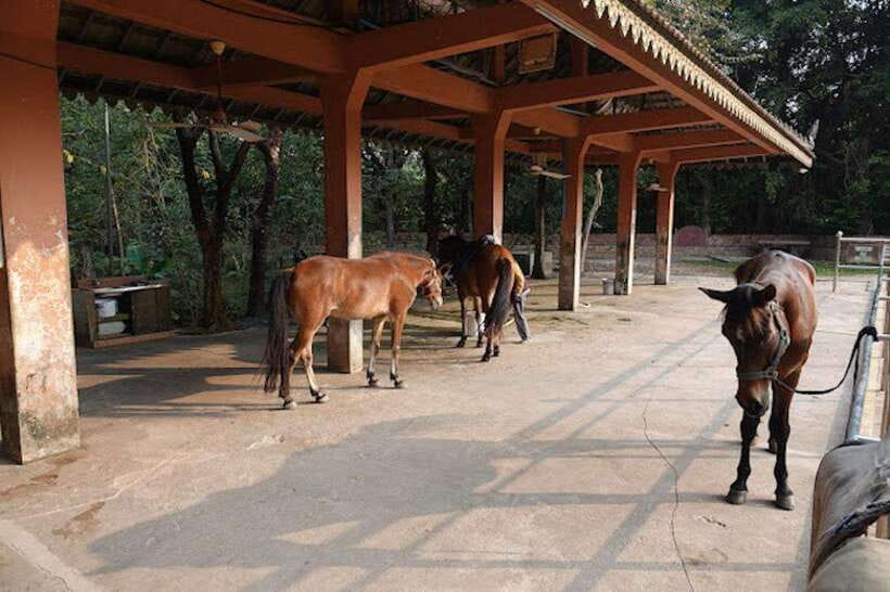 Siem Reap Happy Horse Riding Free Pick-up & Drop-off - A closer look at Cambodian countryside life