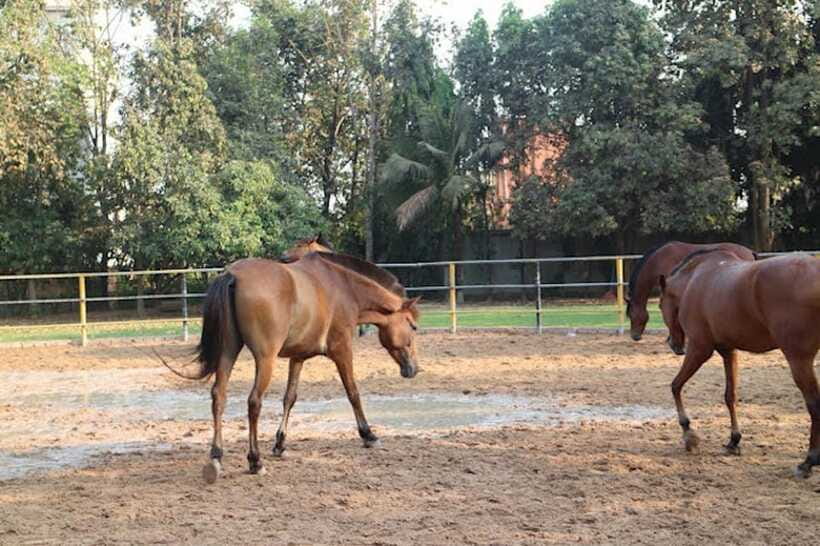 Siem Reap Happy Horse Riding Free Pick-up & Drop-off - Is $72 per person good value?