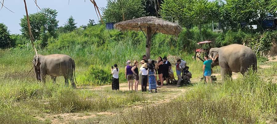 Siem Reap: Kulen Elephant Forest Guided Tour - Key points before you book